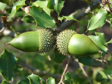 Chêne kermès - Quercus coccifera L., par Paul Fabre