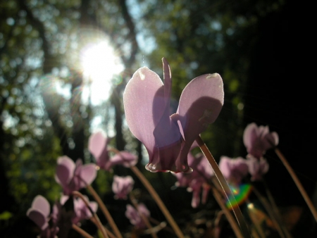 Cyclamen à feuilles de lierre - Cyclamen hederifolium Aiton, par François BAHUAUD 