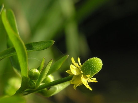 Renoncule scélérate - Ranunculus sceleratus L., par Marie-France PACAUD 