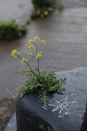 Roripe des marais - Rorippa palustris (L.) Besser, par Arnaud DESCHEEMACKER