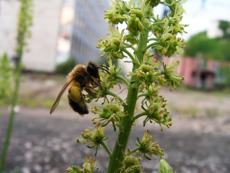 Réséda jaune - Reseda lutea L., par Matthieu GAUVAIN