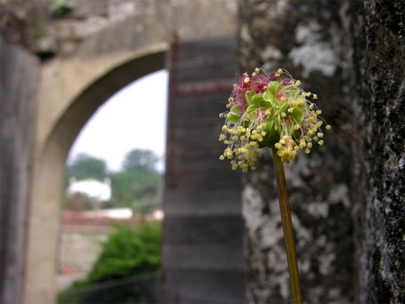 Petite Sanguisorbe - Sanguisorba minor Scop., par François BAHUAUD 