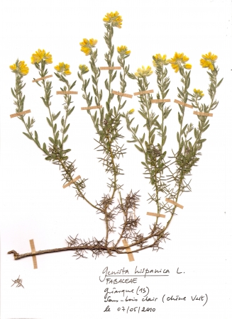 Genêt d'Espagne - Genista hispanica L., par Thomas SIBERFELD