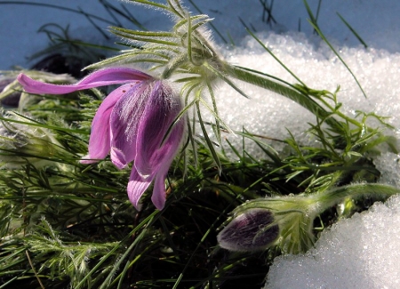 Pulsatille commune - Pulsatilla vulgaris Mill., par Liliane PESSOTTO