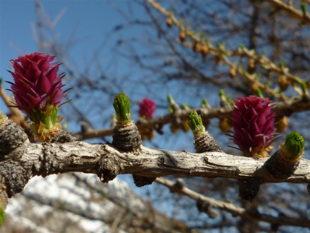 Mélèze commun - Larix decidua Mill., par Marie-Christine EXBRAYAT