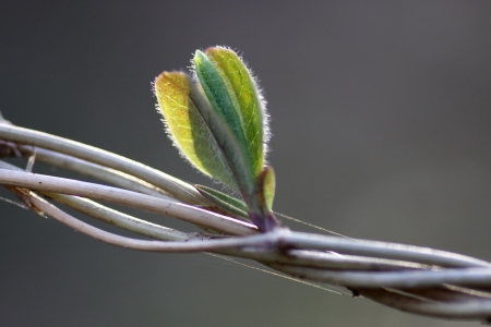 Chèvrefeuille des bois - Lonicera periclymenum subsp. Periclymenum, par François GERY