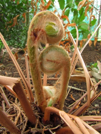 Osmonde royale - Osmunda regalis L., par Annick LARBOUILLAT