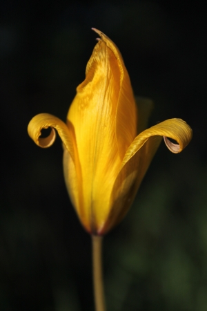 Tulipe des bois - Tulipa sylvestris L., par Jean-François ROUFFET