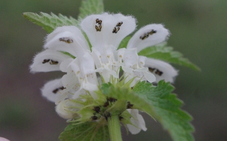 Lamier blanc - Lamium album L., par Gisèle ARLIGUIE