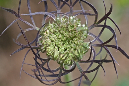 Carotte - Daucus carota L., par François GERY