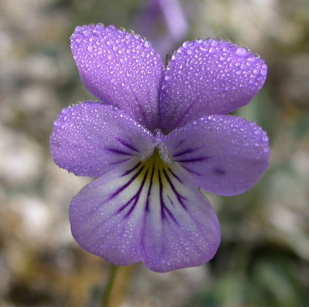 Pensée de Rouen - Viola hispida [subsp.] rothomagensis P.Fourn., par Michel DÉMARES