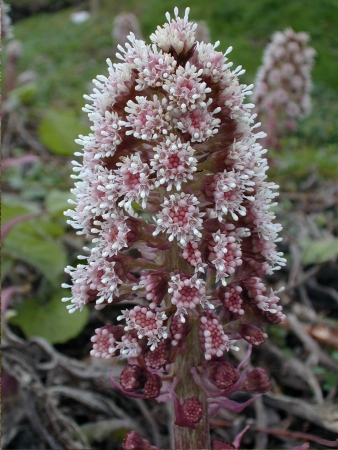 Pétasite hybride - Petasites hybridus (L.) P.Gaertn., B.Mey. & Scherb. Par Annick LARBOUILLAT