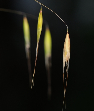 Avoine - Avena Par  Laurence GOURDEL