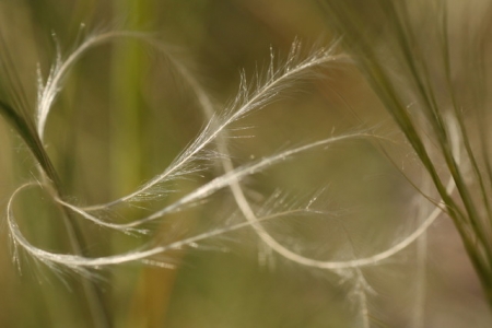 Stipe pennée - Stipa pennata L. Par Sylvie CARBONNET