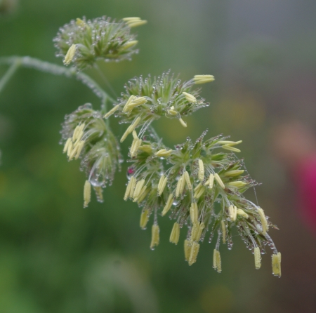 Dactyle aggloméré - Dactylis glomerata L. Par Gisèle ARLIGUIE