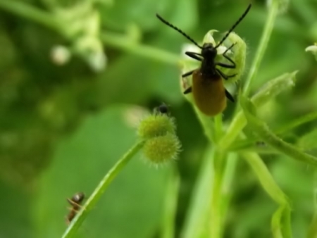 Gaillet accrochant - Galium aparine L. et coléoptère Lepturiné Par Pierre CALLEWAERT