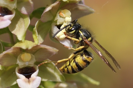 Épipactis elléborine - Epipactis helleborine (L.) Crantz et une Guêpe germanique - Vespula Germanica Par Philippe BURNEL