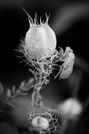 Nigelle de Damas - Nigella damascena L. par Martine BÉNÉZECH