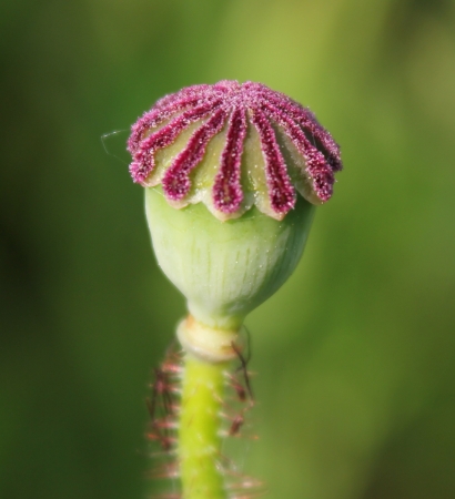 Coquelicot  - Papaver rhoeas subsp. rhoeas par Elen LEPAGE