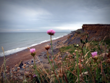 Armérie maritime - Armeria maritima Willd. par Jean-Patrice MATYSIAK