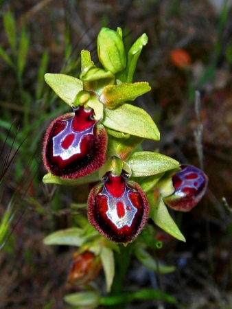 Ophrys de Provence  - Ophrys provincialis (Baumann & Künkele) Paulus par Ramuntxo