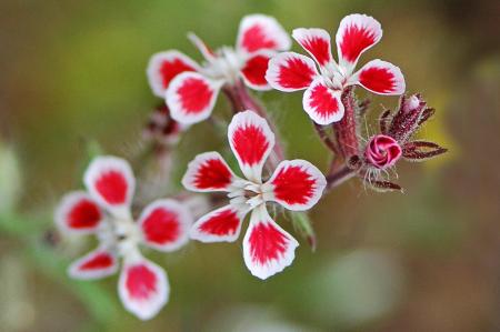 Silene de France - Silene gallica L. par Ramuntxo