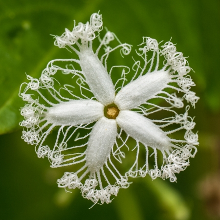 Trichosanthes cucumerina L. par Denis NESPOULOUS