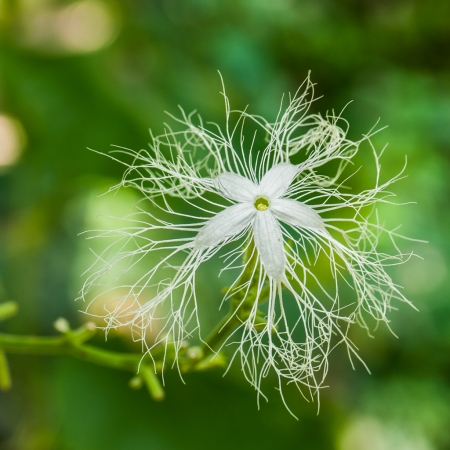 Trichosanthes cucumerina L. par Denis NESPOULOUS