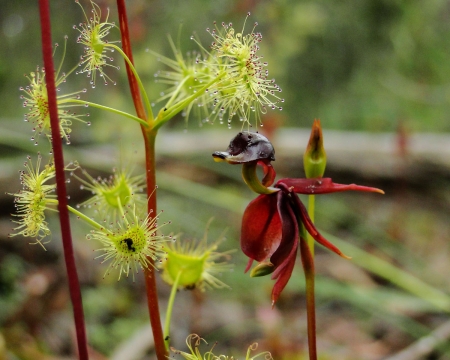 Caleana major et Drosera sp. par Josette PUYO