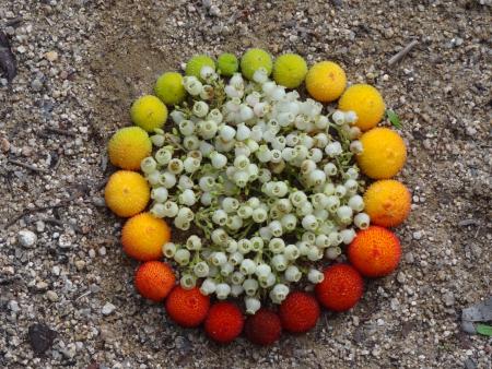 Arbousier - Arbutus unedo L. par Catherine TAISNE