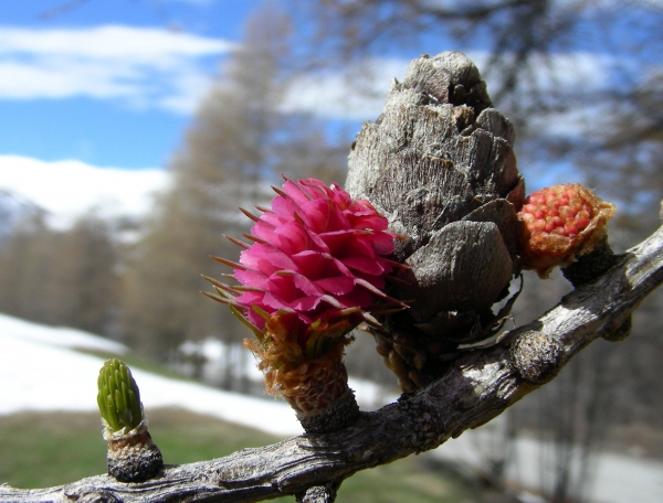  Larix decidua Mill. par Michel DÉMARES