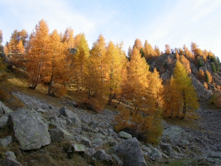 Mélèze d'Europe - Larix decidua Mill. par Michel DÉMARES