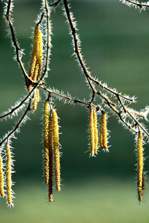 Saule blanc - Salix alba L. par Jean-Landry NICOLAS