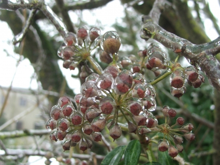 Lierre grimpant - Hedera helix L. par Emmanuel CÔTEZ