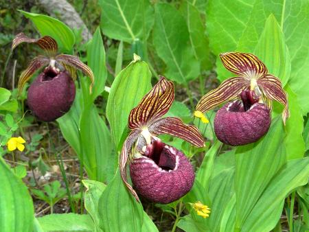 Cypripedium tibeticum par Josette PUYO