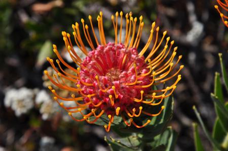 Leucospermum saxosum S.Moore par Francis LAGARDE