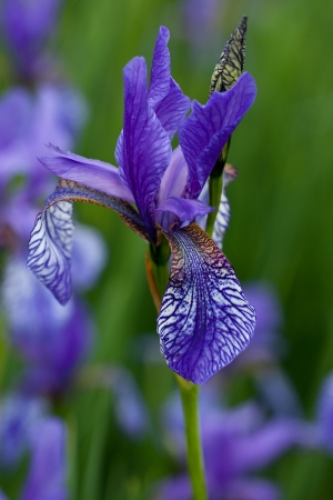 Iris sibirica L. par Bernard MACHETTO
