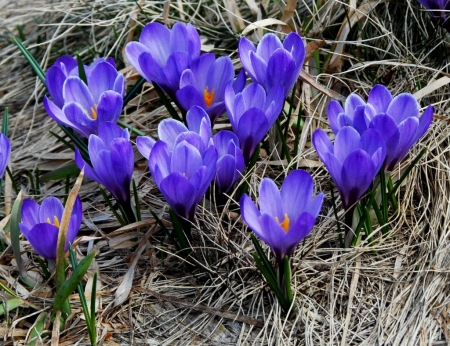 Crocus vernus (L.) Hill par Jean François Tisserand