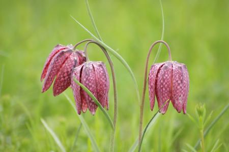 Fritillaria meleagris L. par Jean-François ROUFFET