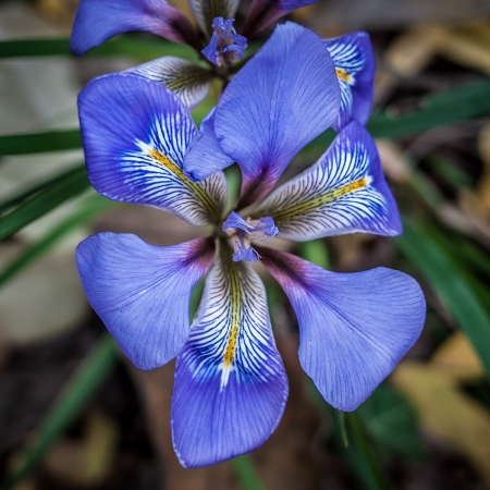 Iris unguicularis Poir. par Denis Nespoulous