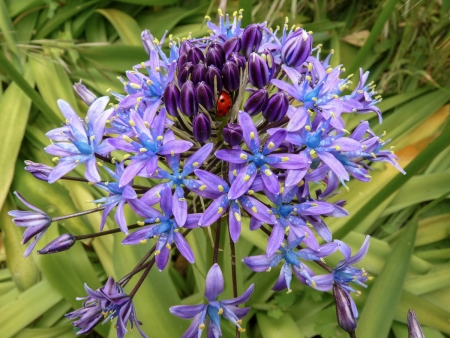 Scilla peruviana L. par Denis Nespoulous