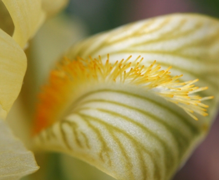 Iris lutescens Lam. par John DE VOS