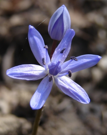 Scilla bifolia L. par Paul Fabre