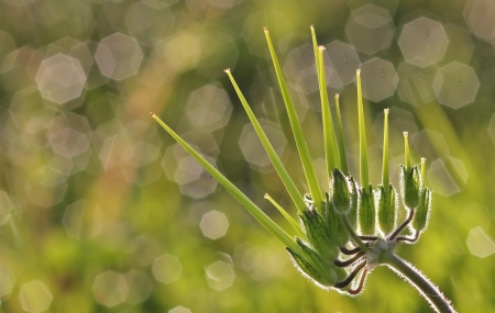 Erodium moschatum (L.) L'Hér. par Gilles SALAMA