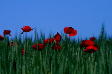 Papaver L.  par El Houssine BOUIAMRINE