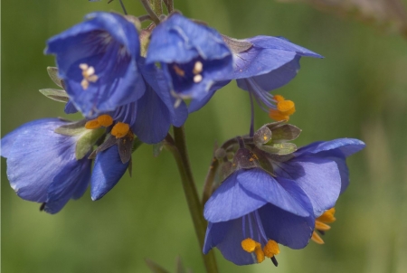 Polemonium caeruleum subsp. caucasicum (Busch) Avet. par Roland LAUNAY