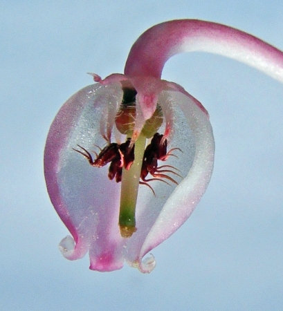 Andromeda polifolia L. par Claude FIGUREAU