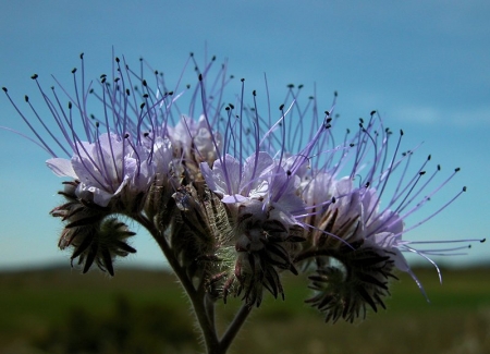 Phacelia tanacetifolia Benth. par Liliane PESSOTTO