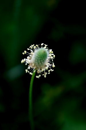 Plantago L. par El Houssine BOUIAMRINE