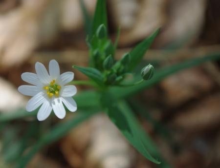 Stellaria holostea L. par Gisèle ARLIGUIE